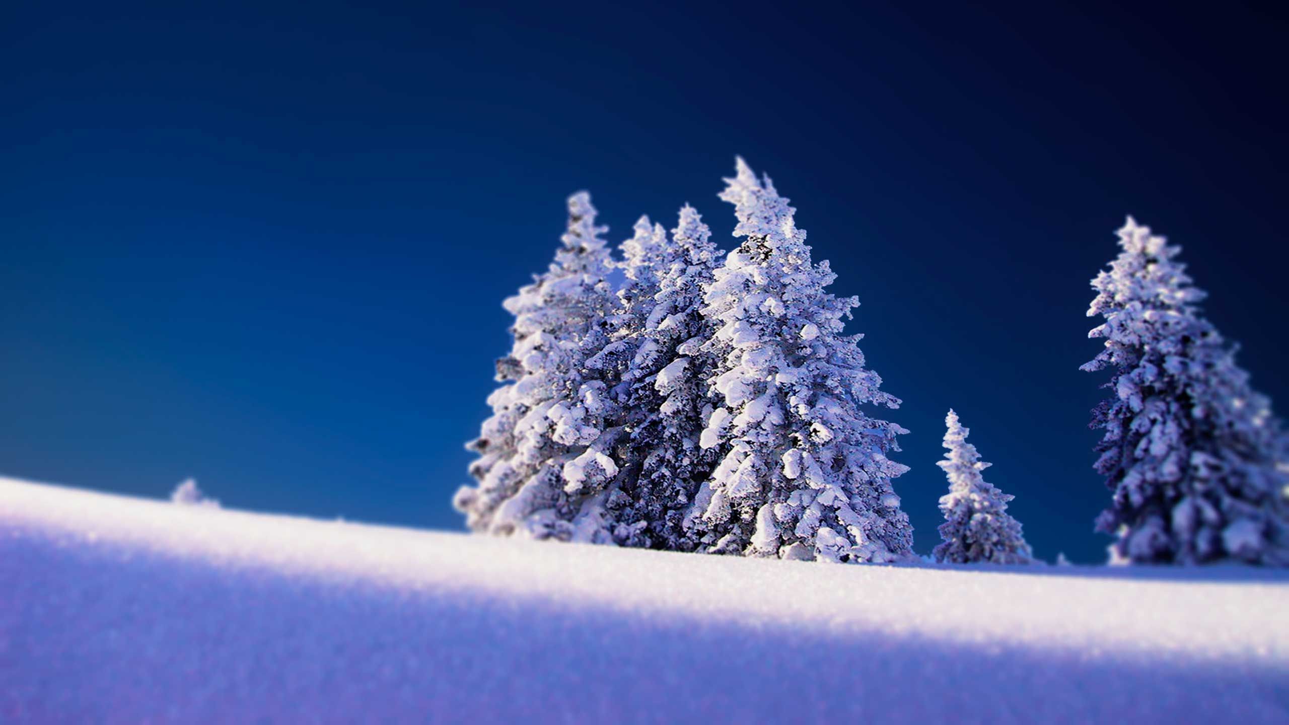 Boutique Alpina · Ropa y Complementos para la nieve